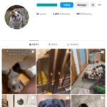 3K English BullDog Instagram Account for sale