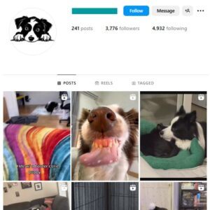 3K Golden Retriever Dogs Instagram Account for sale