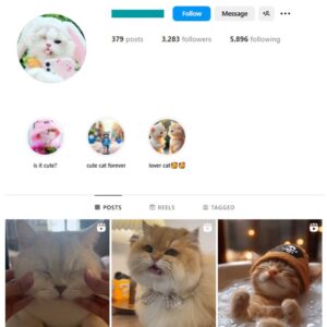 3K Kittens Cats Instagram Account for sale