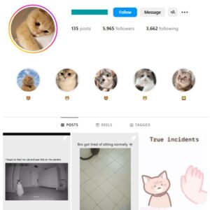 5K Kittens Cats Instagram Account for sale