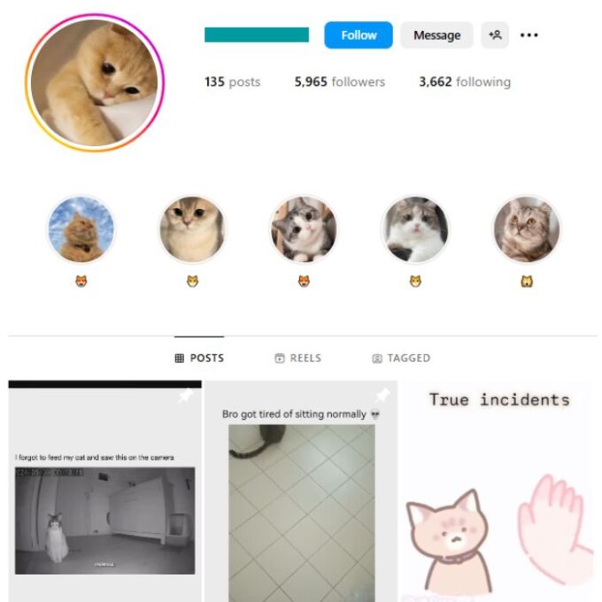 5K Kittens Cats Instagram Account for sale