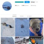5K Seals Animal Instagram Account for sale