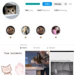 6K Cute Cats Instagram Account for sale