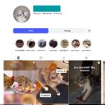70K Kittens Cats Instagram Account for Sale