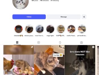 70K Kittens Cats Instagram Account for Sale