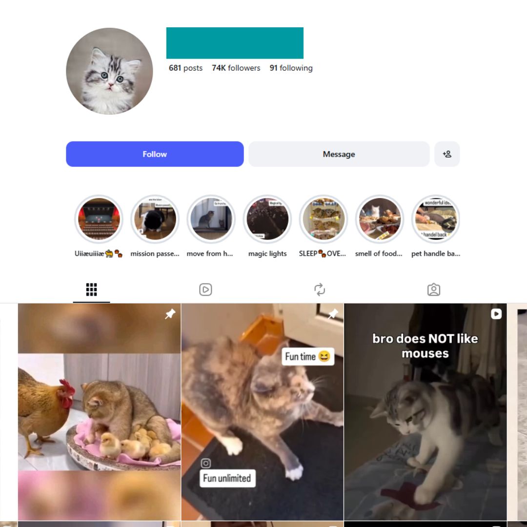 70K Kittens Cats Instagram Account for Sale 70K Kittens Cats Instagram Account for Sale