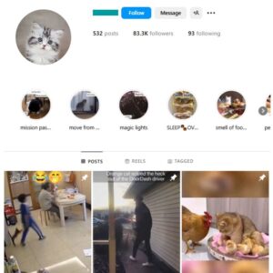 80K Kittens Cats Instagram Account for sale