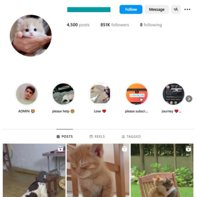 850K Animals Cats Instagram Account for sale