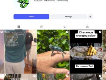 100K Chameleon Pets Instagram Account for Sale
