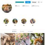 1K Cute Cats Instagram Account for sale
