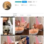 1K Kittens Cats Instagram Account for sale