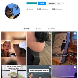 2K Cute Cats Instagram Account for sale