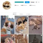 2K Kittens Cats Instagram Account for sale