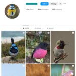 650K Birds Nature Instagram Account for sale