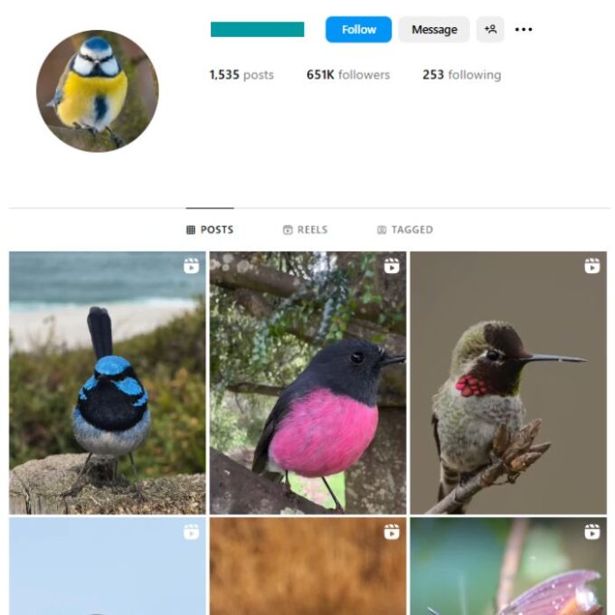 650K Birds Nature Instagram Account for sale