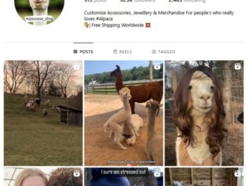 10K Alpacas Animal Instagram Account for sale