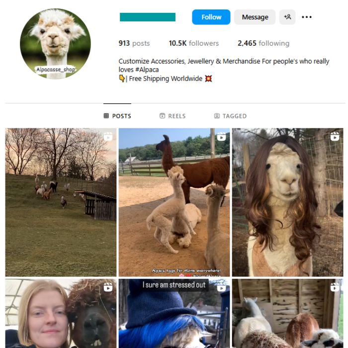 10K Alpacas Animal Instagram Account for sale