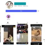 10K Kittens Cats Instagram Account for Sale