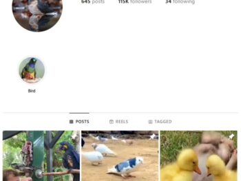 110K Animals Wildlife Instagram Account for sale