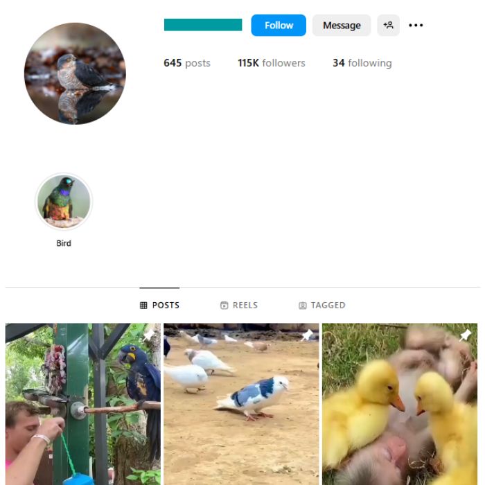 110K Animals Wildlife Instagram Account for sale