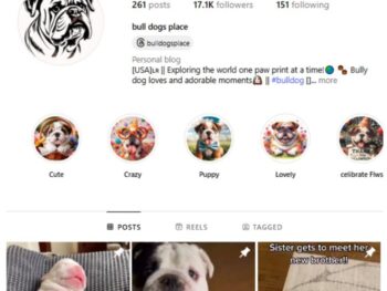 17K Bulldog Pets Instagram Account for sale