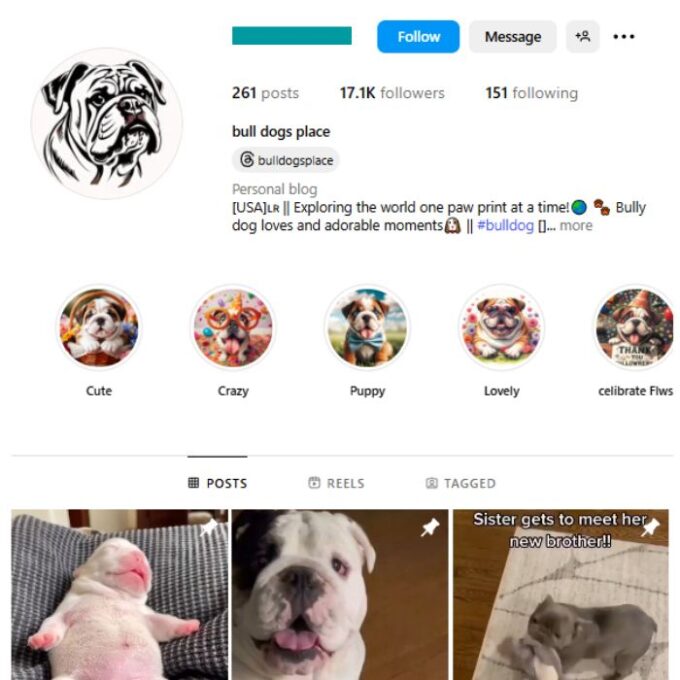 17K Bulldog Pets Instagram Account for sale