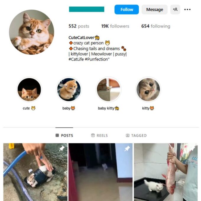 18K Cats Pets Instagram Account for sale