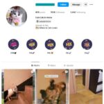 190K Cute Cats Instagram Account for sale