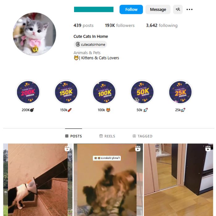 190K Cute Cats Instagram Account for sale