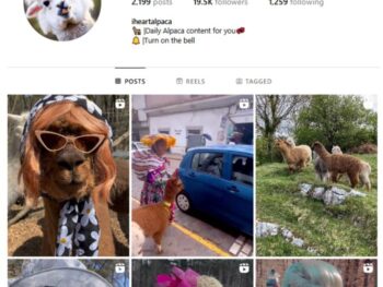 19K Alpacas Animal Instagram Account for sale