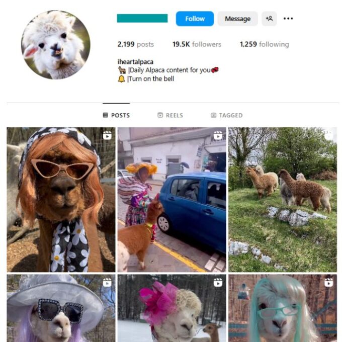 19K Alpacas Animal Instagram Account for sale