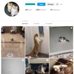 1K Cute Cats Instagram Account for sale
