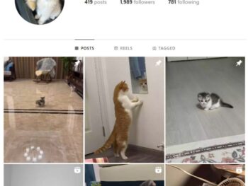 1K Cute Cats Instagram Account for sale
