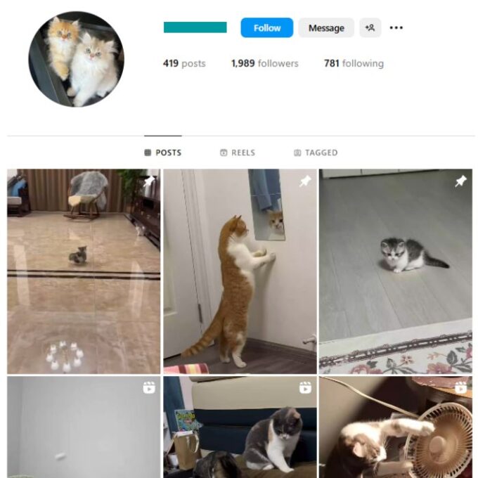 1K Cute Cats Instagram Account for sale