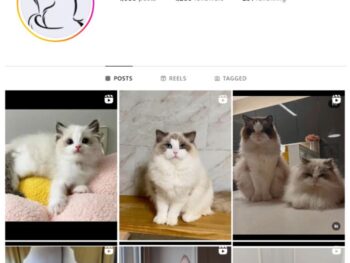 1K Kittens Cats Instagram Account for sale