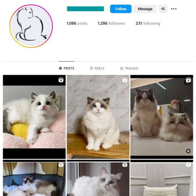 1K Kittens Cats Instagram Account for sale