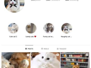 1K Kittens Cats Instagram Account for sale