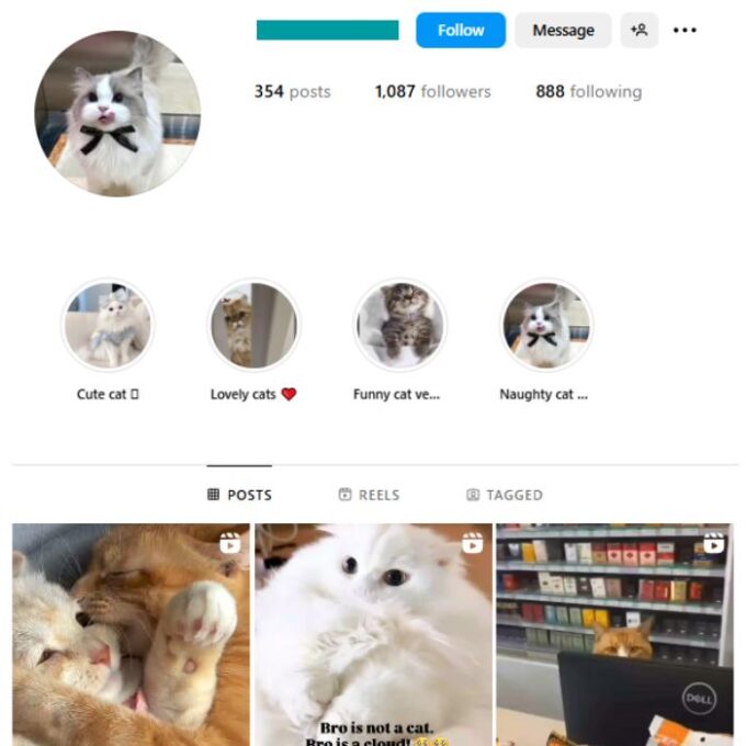 1K Kittens Cats Instagram Account for sale