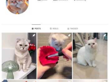 20K Kittens Cats Instagram Account for sale