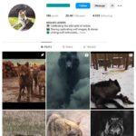 20K Wolves Animals Instagram Account for sale