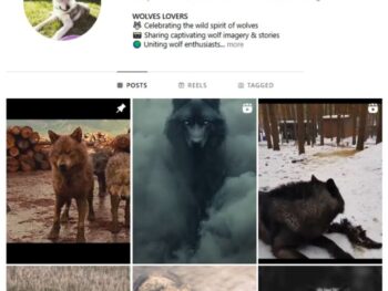 20K Wolves Animals Instagram Account for sale