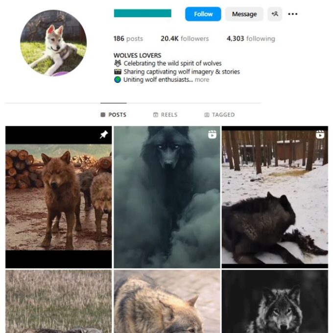 20K Wolves Animals Instagram Account for sale