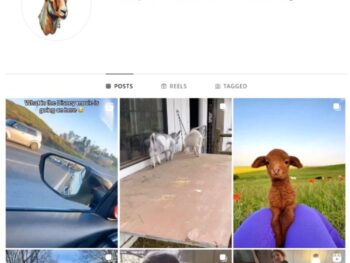 240K Goats Animals Instagram Account for sale