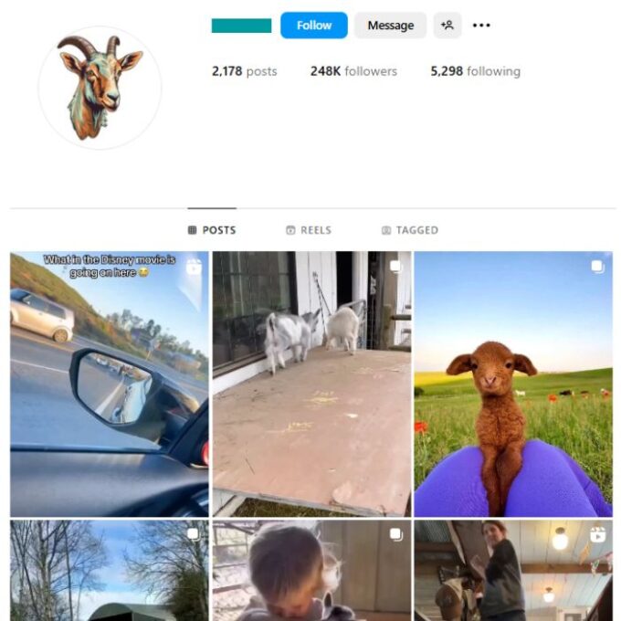 240K Goats Animals Instagram Account for sale
