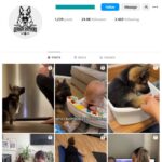 24K German Shepherd Dog Instagram Account for sale