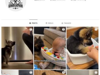 24K German Shepherd Dog Instagram Account for sale