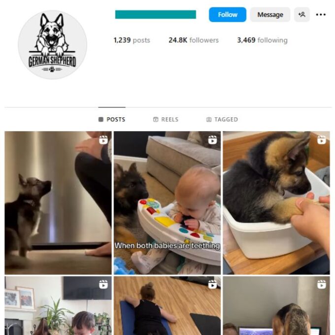 24K German Shepherd Dog Instagram Account for sale