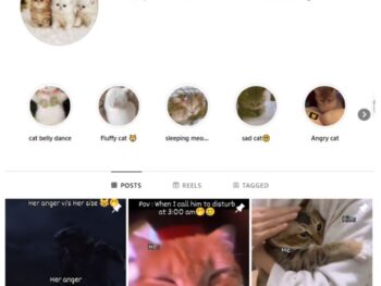 28K Cute Cats Instagram Account for sale