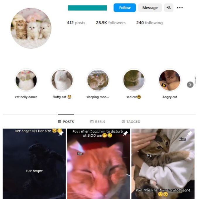 28K Cute Cats Instagram Account for sale