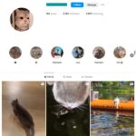 2K Cute Cats Instagram Account for sale